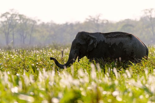 Elephant Backlit Kaziranga