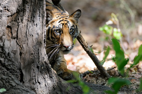 Tiger Cub Peeps Tree Bandhavgarh