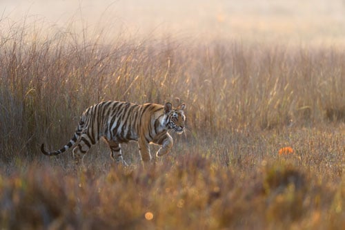 Tiger Cub Peeps Tree Bandhavgarh