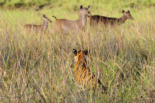 tiger watching sambar tadoba
