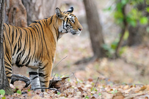 Bandhavgarh Tiger Photography tour