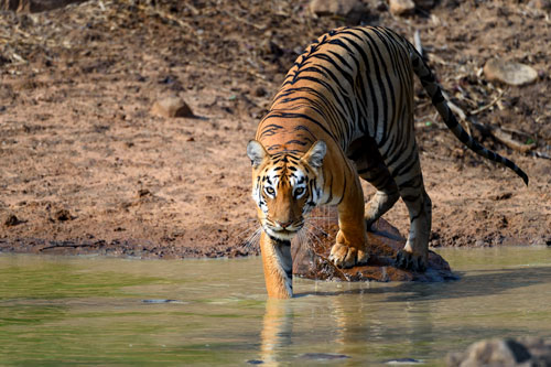 Tigress Waterhole Tadoba