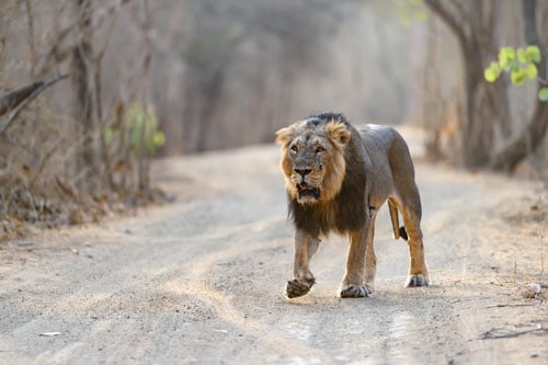 Asiatic Lion in Gir - Wildlife Photography Tours