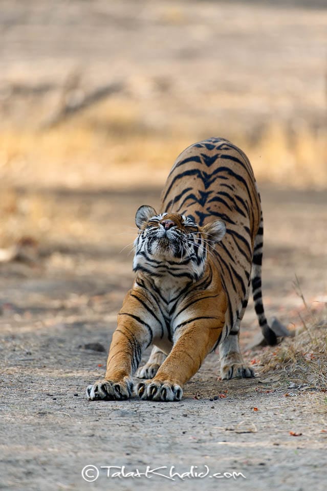 Tigress Stretching - Ranthambore - Tiger Photography