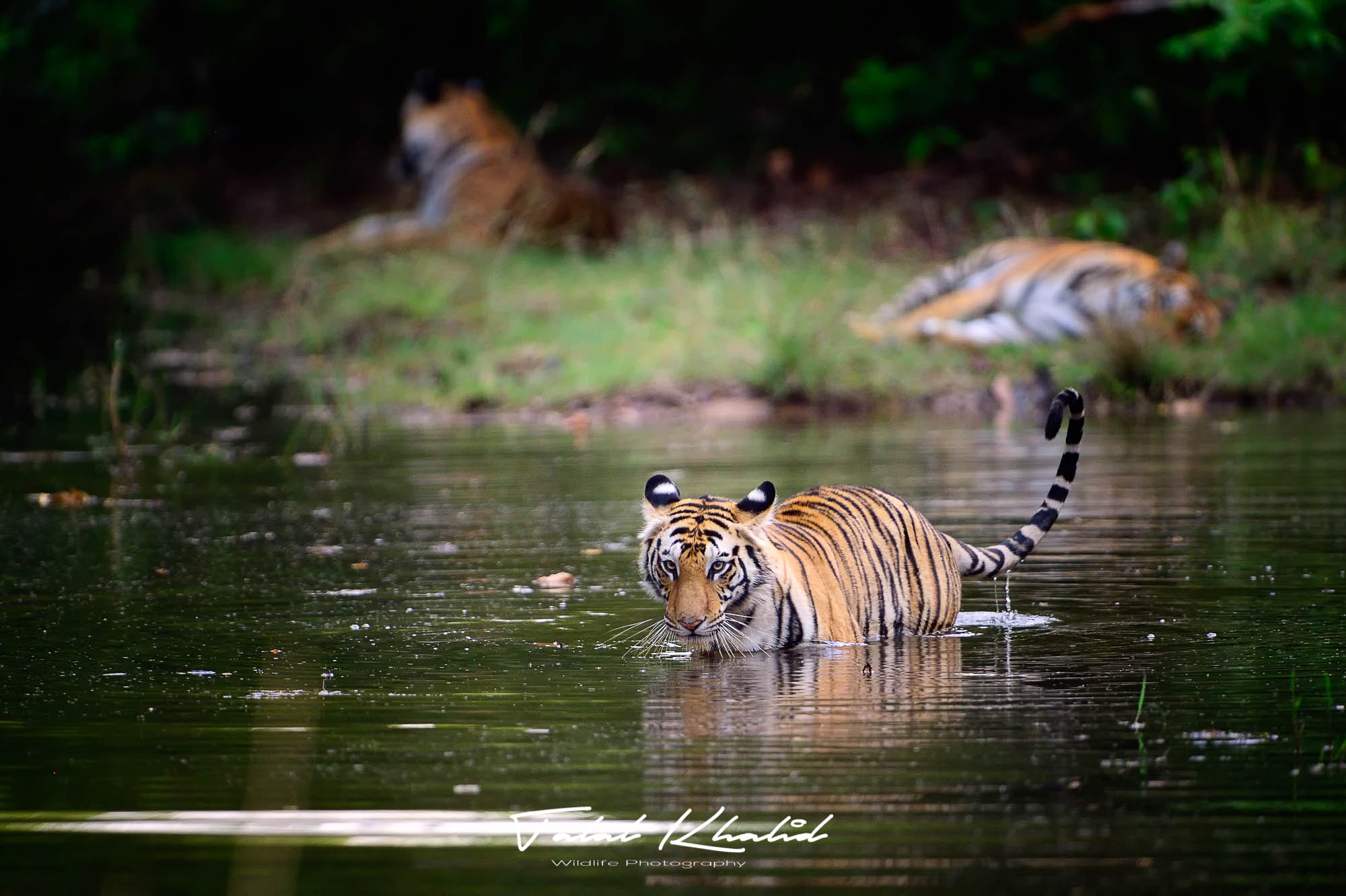 Best time to see and photograph tigers in India