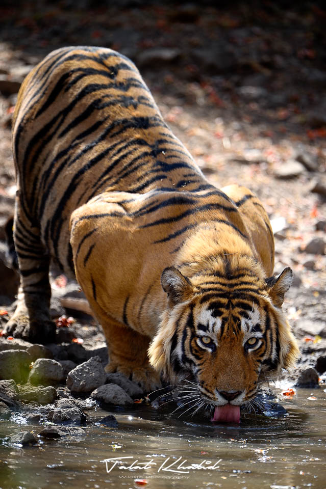 Tiger Drinking Water - Ranthambore - Tiger Photography