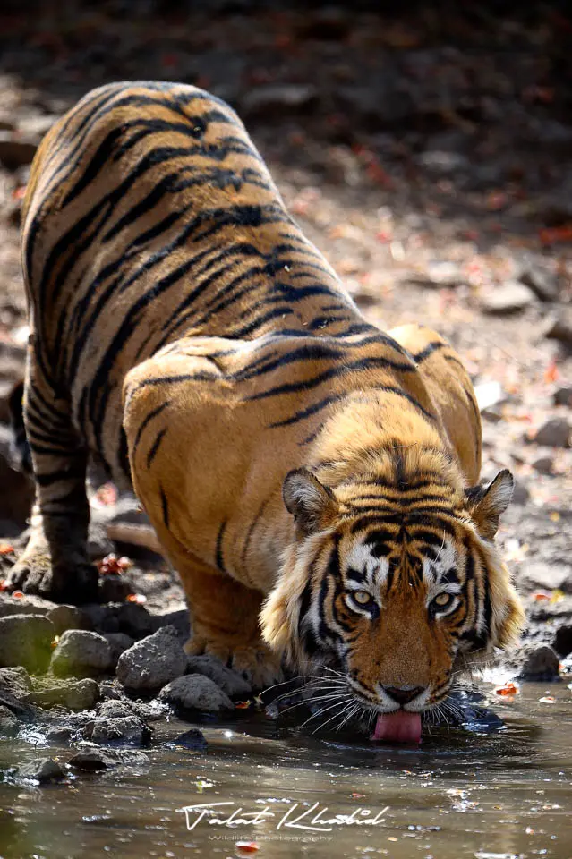 Tiger Drinking Water - Ranthambore - Tiger Photography