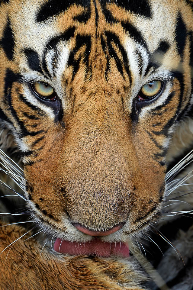 Tiger closeup Portrait - Ranthambore - Tiger Photography Tours