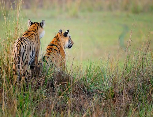 Best Place to See Tigers in India