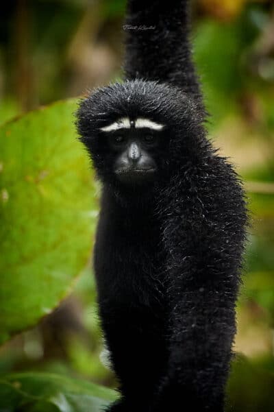 Hoolock Gibbon in Kaziranga