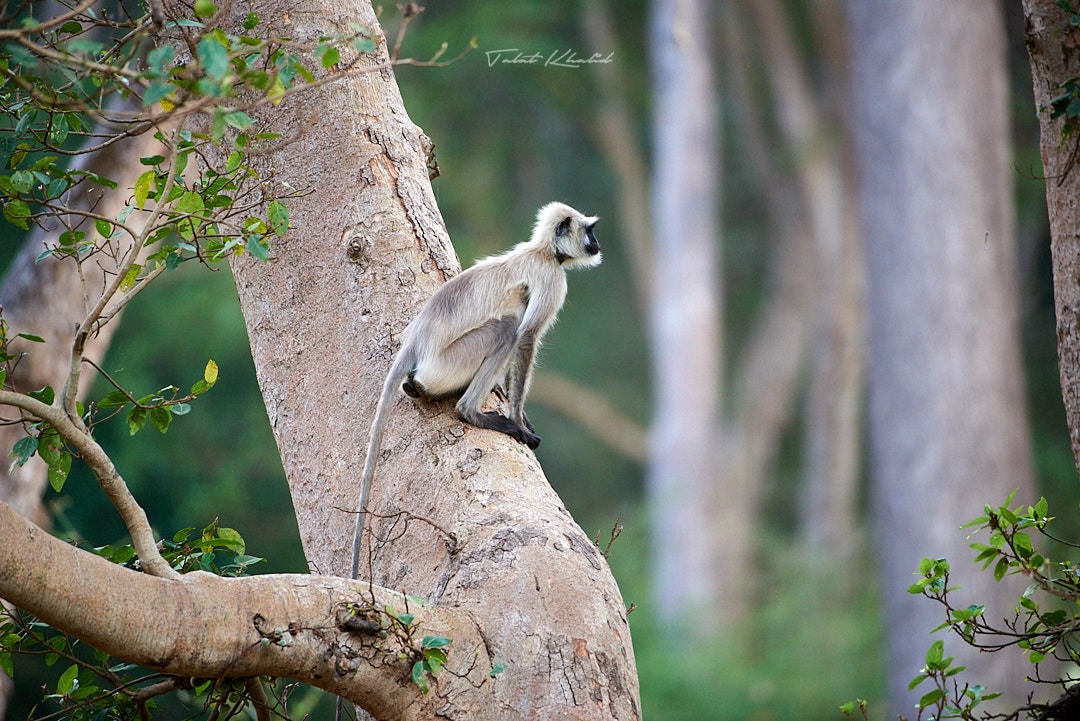 Langur Monkey on Tree