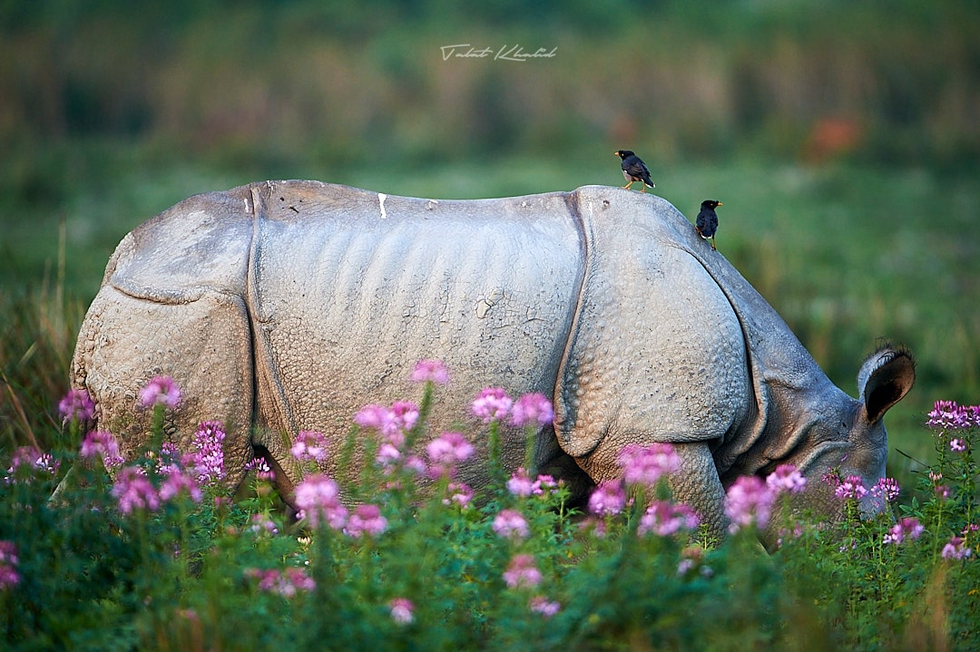 Rhino in flowers in kaziranga national park