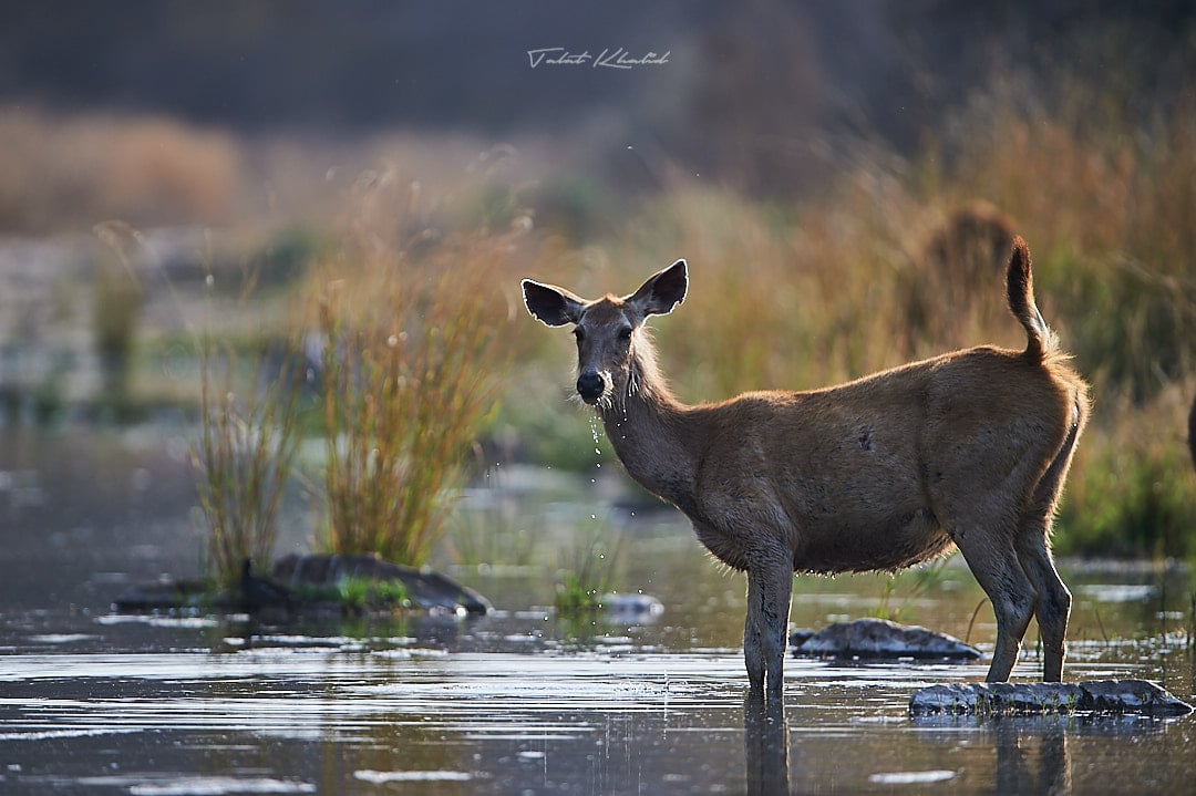 Sambar Deer Alert in Water in Kanha