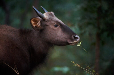 Wildlife Photography Tours - Private Guided - Safaris In India