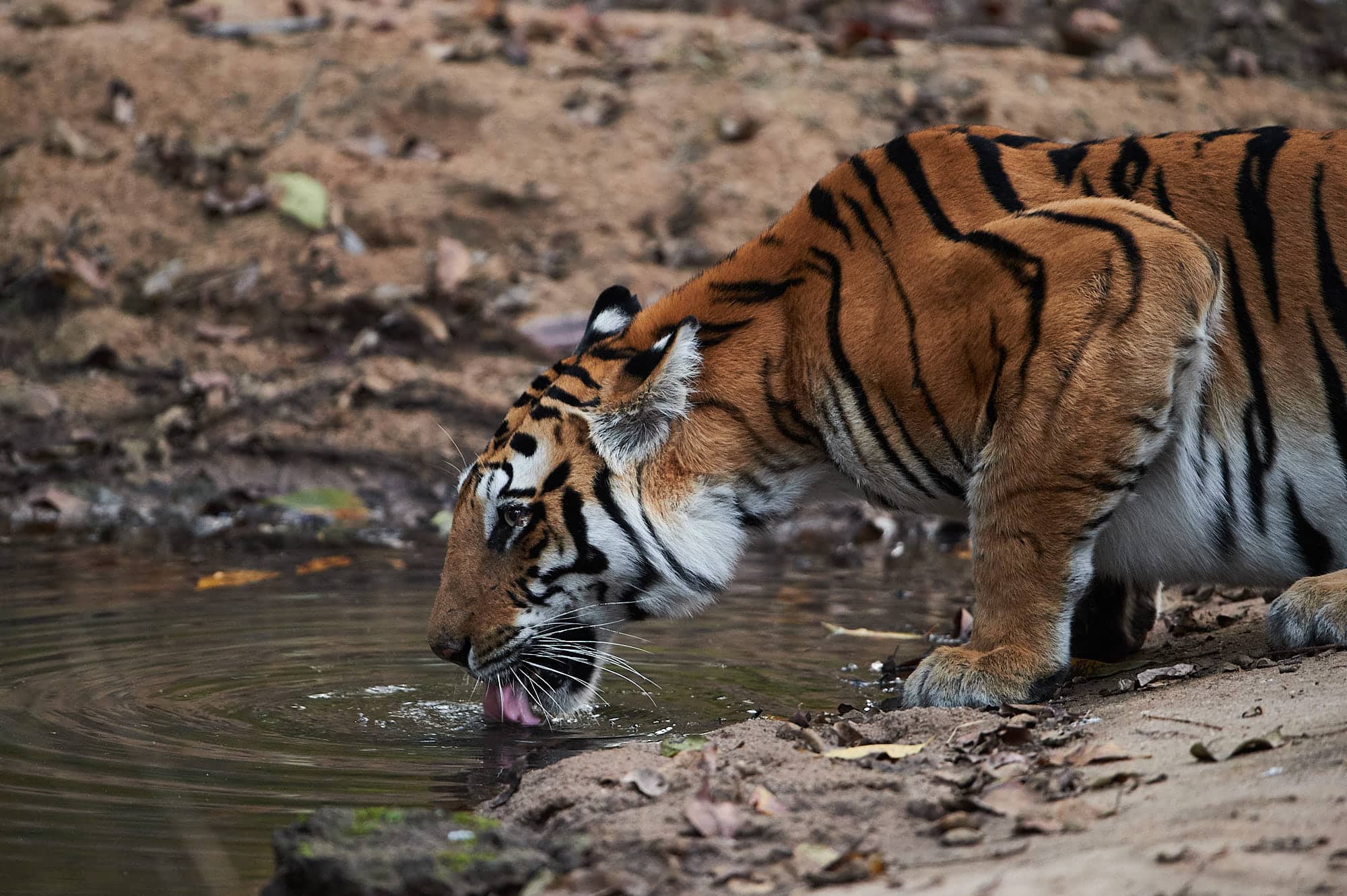 Ultimate Tiger Photography Tour At Bandhavgarh And Tadoba