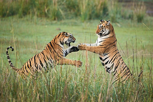 Tiger Siblings Play Fighting in Tadoba