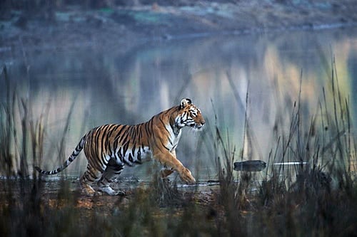 Tiger Stalking near Lake in Tadoba