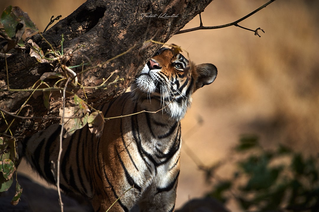 Tiger sniffing tree for scent in ranthambore - wildlife photography tours