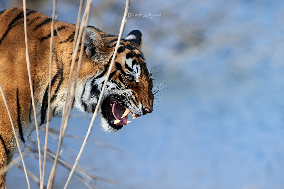 Tigress growls in Ranthambore