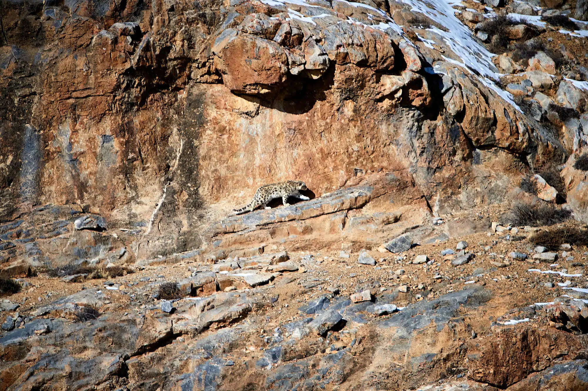 Snow Leopard Photography Tour