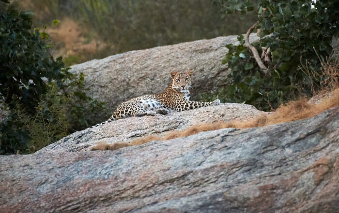 Leopard Safari Jawai