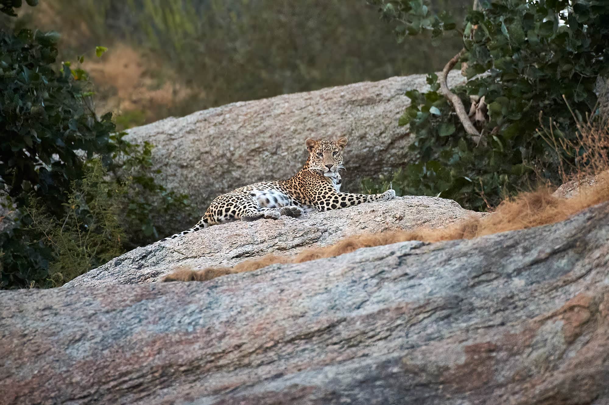 Leopard Safari Jawai