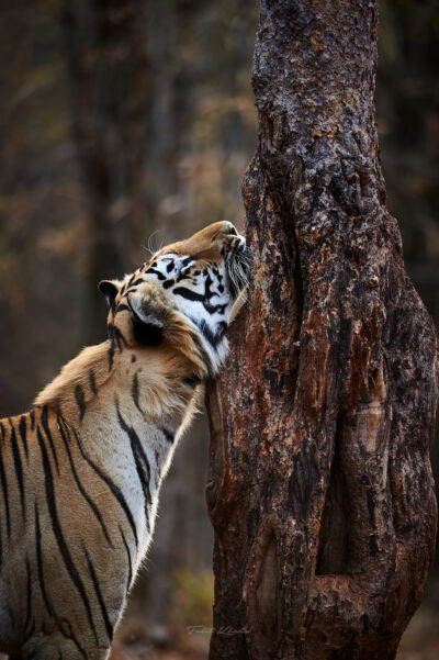 Tiger Scent Marking Tadoba Tiger Photography