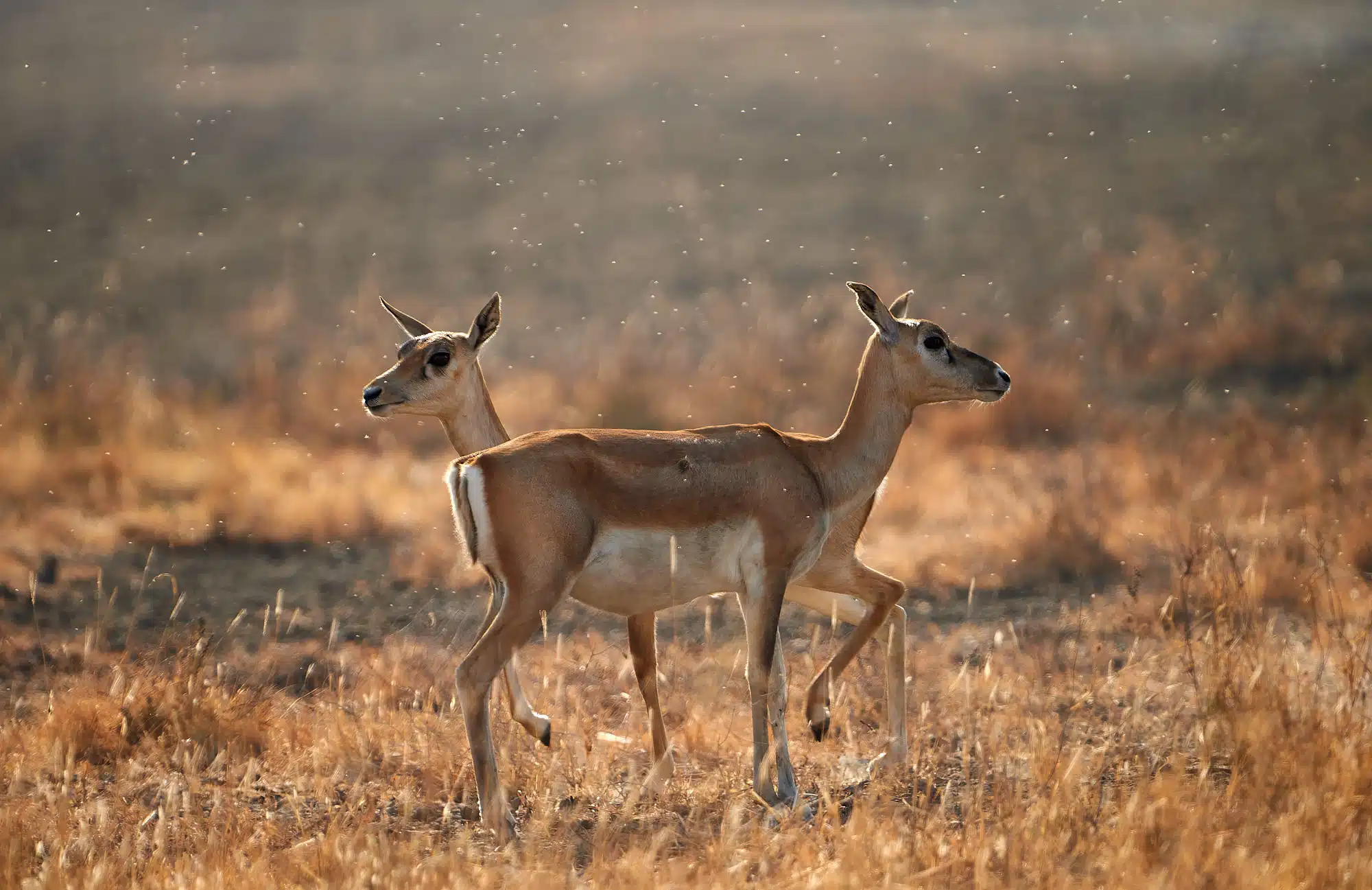 Blackbuck Velavadar Tour Blackbuck Velavadar Tour