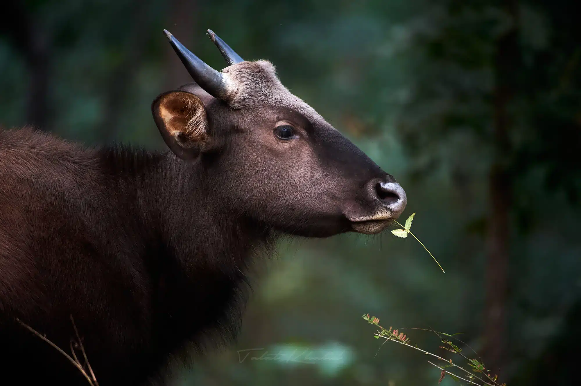 Satpura Safari - Gaur