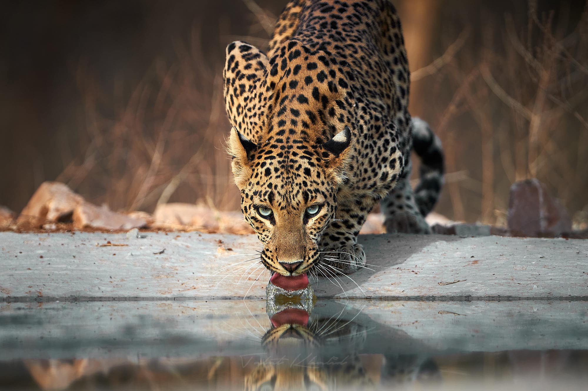 Leopard Drinking - Jhalana Leopard Safari
