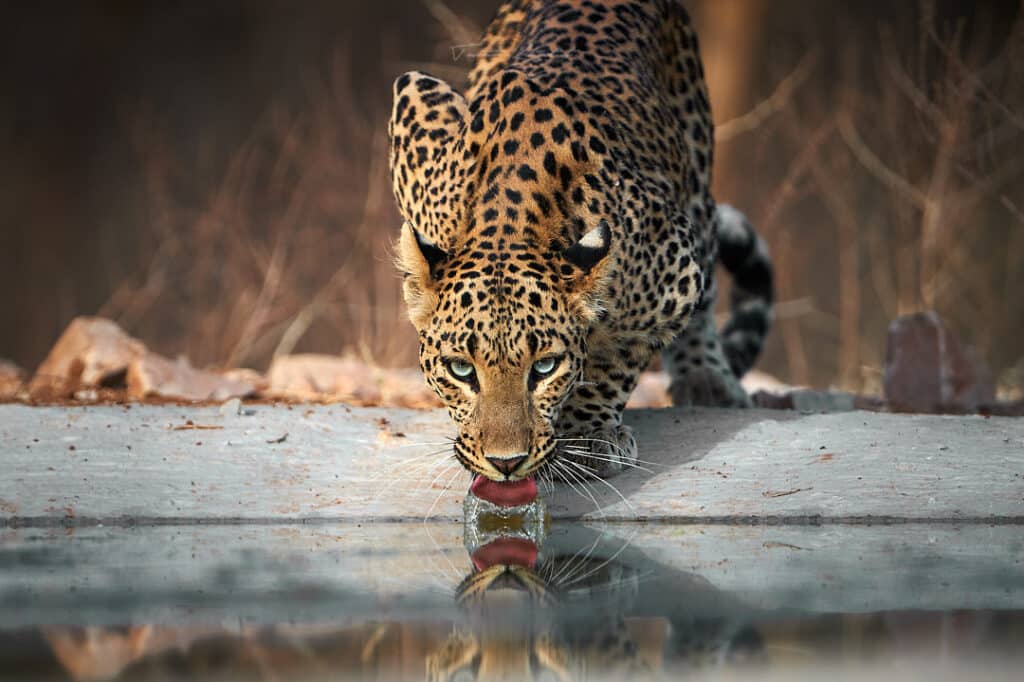 Leopard drinking water jhalana tour Leopard drinking water jhalana tour