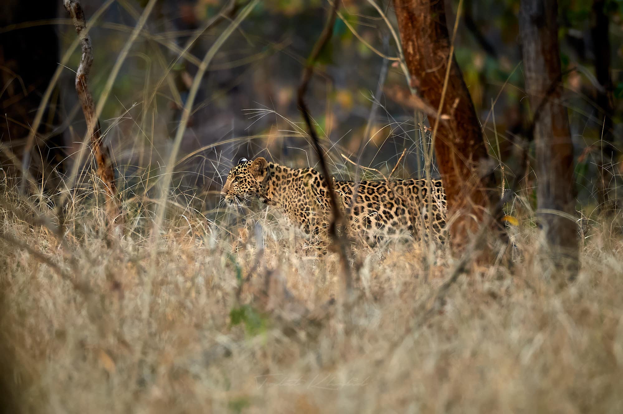 Pench Tiger Safari - Leopard in Grass