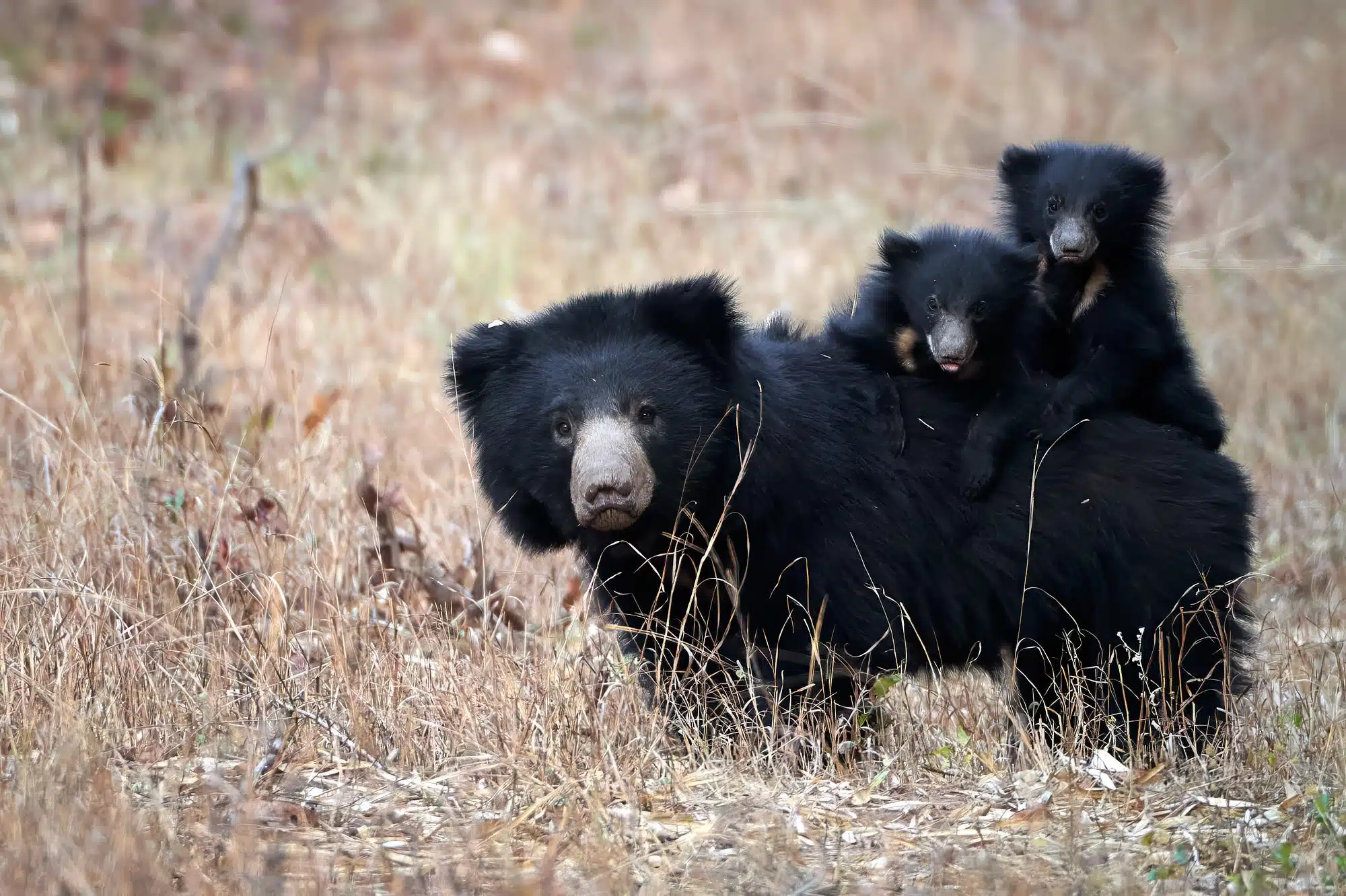 Sloth bear mother carry cubs on back in tadoba
