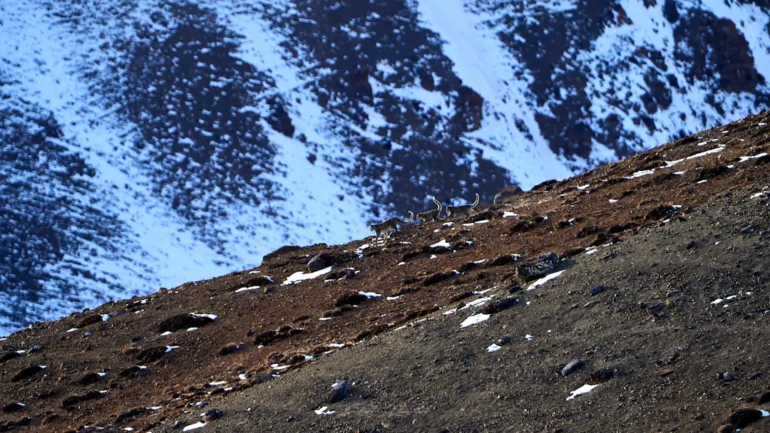 Snow Leopard Photography - snow leopard family in kibber spiti