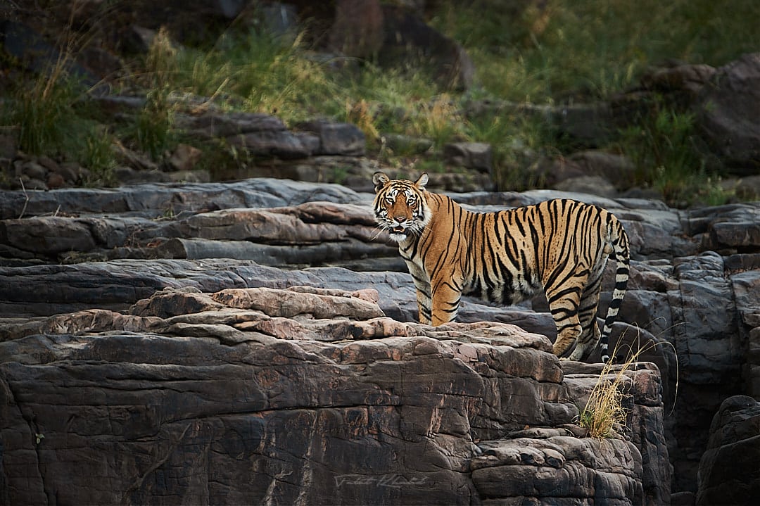 Tiger on rocks in ranthambore