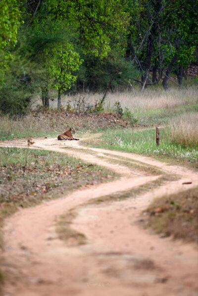 The Art of Tiger Photography - Tiger sitting on curve road