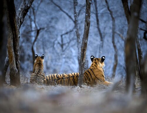 Tiger Photography: A Guide to Capturing these Majestic Cats