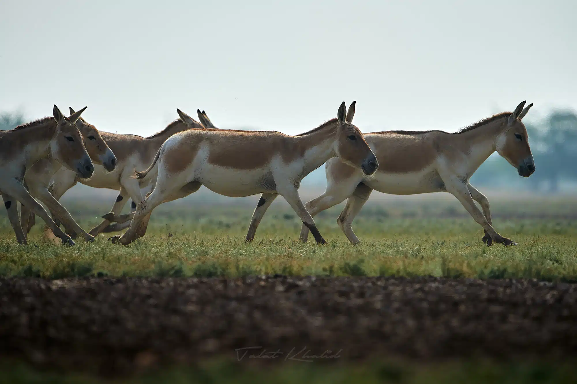Lttle Rann of Kutch LRK Wild Ass Tour. Lttle Rann of Kutch LRK Wild Ass Tour.