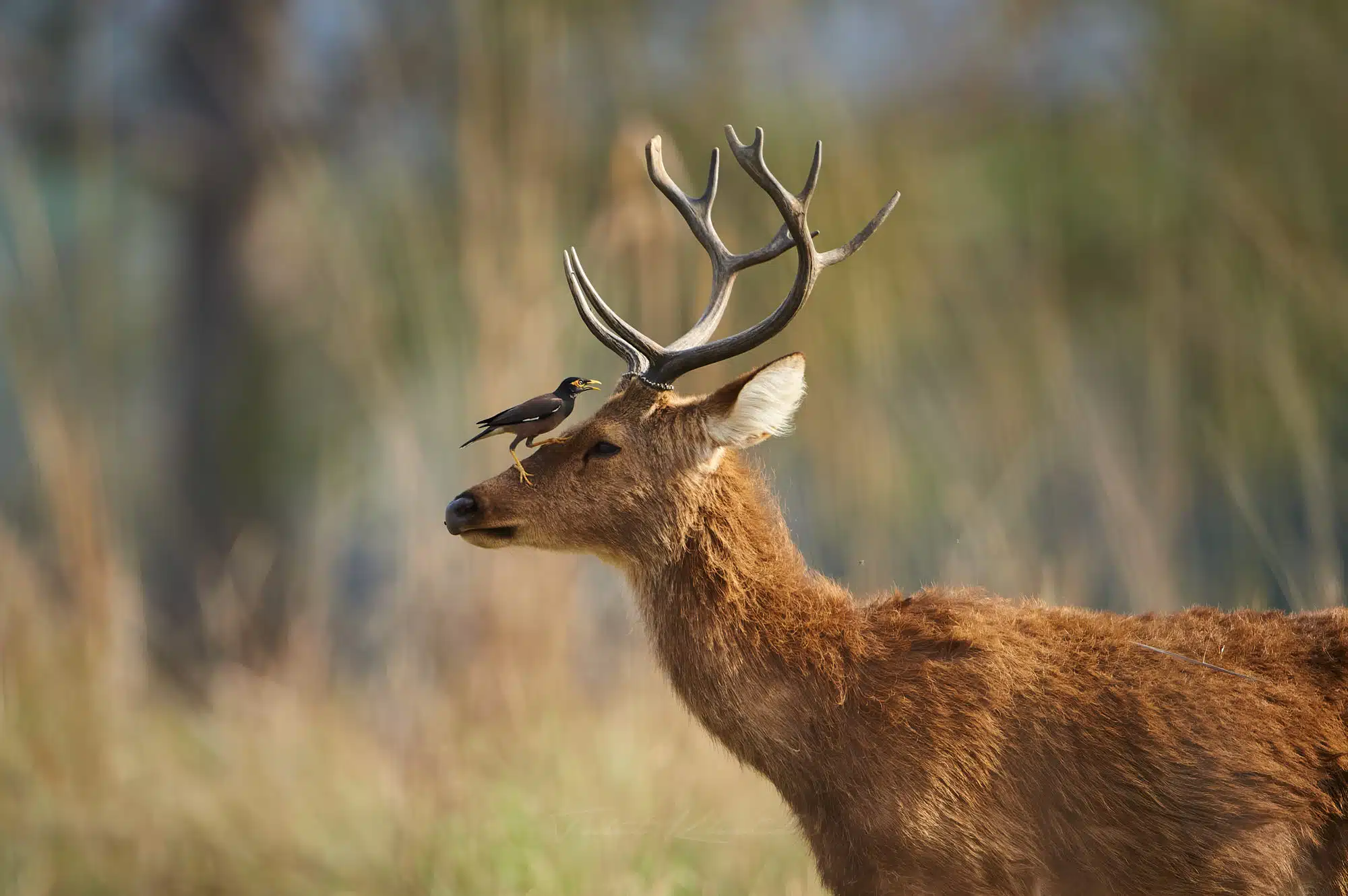 Barasingha deer and myna in kanha national park Barasingha deer and myna in kanha national park