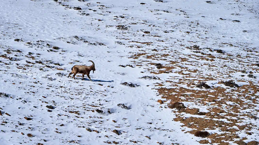 Ibex Male in kibber spiti