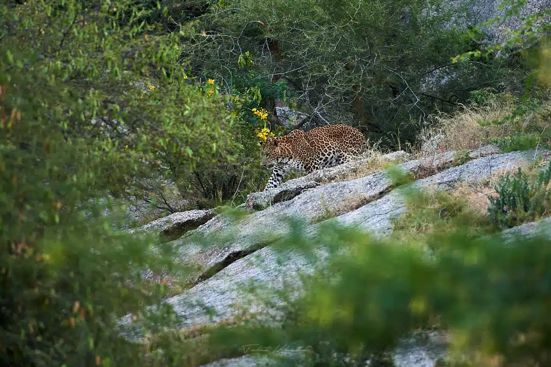 Leopard in Green Jawai Bera