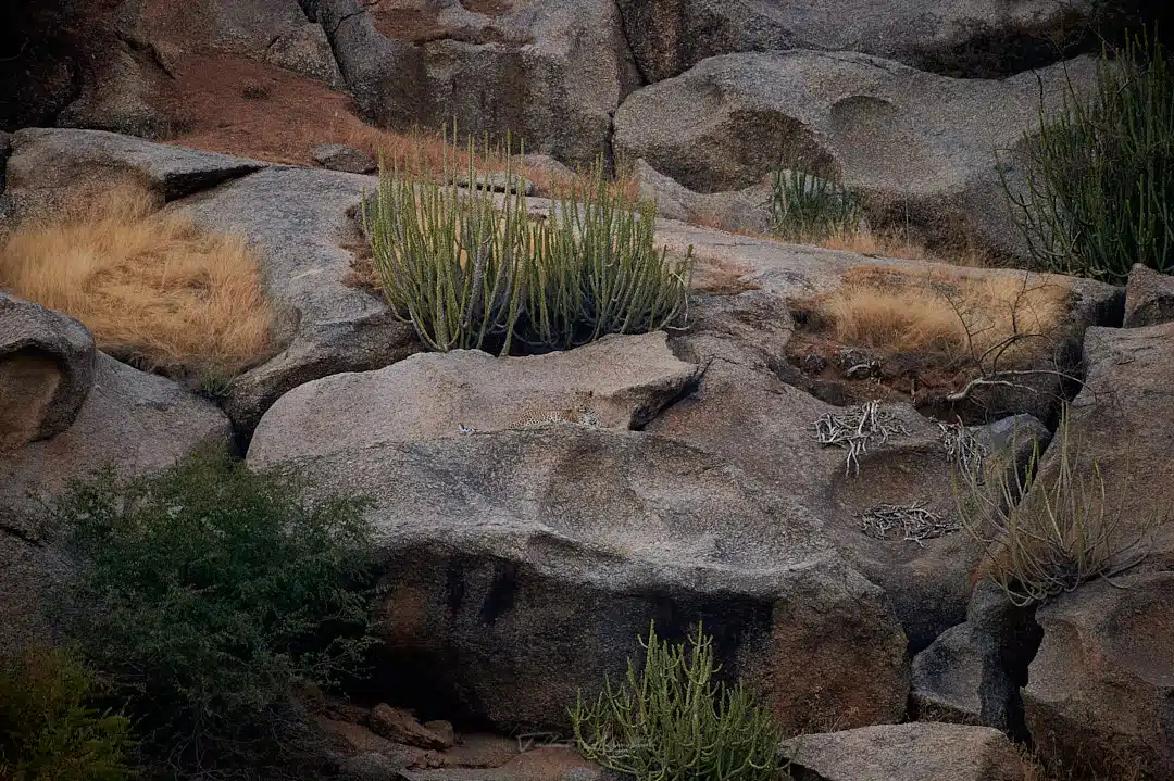 Leopard habitat in Jawai Bera Village Leopard habitat in Jawai Bera Village