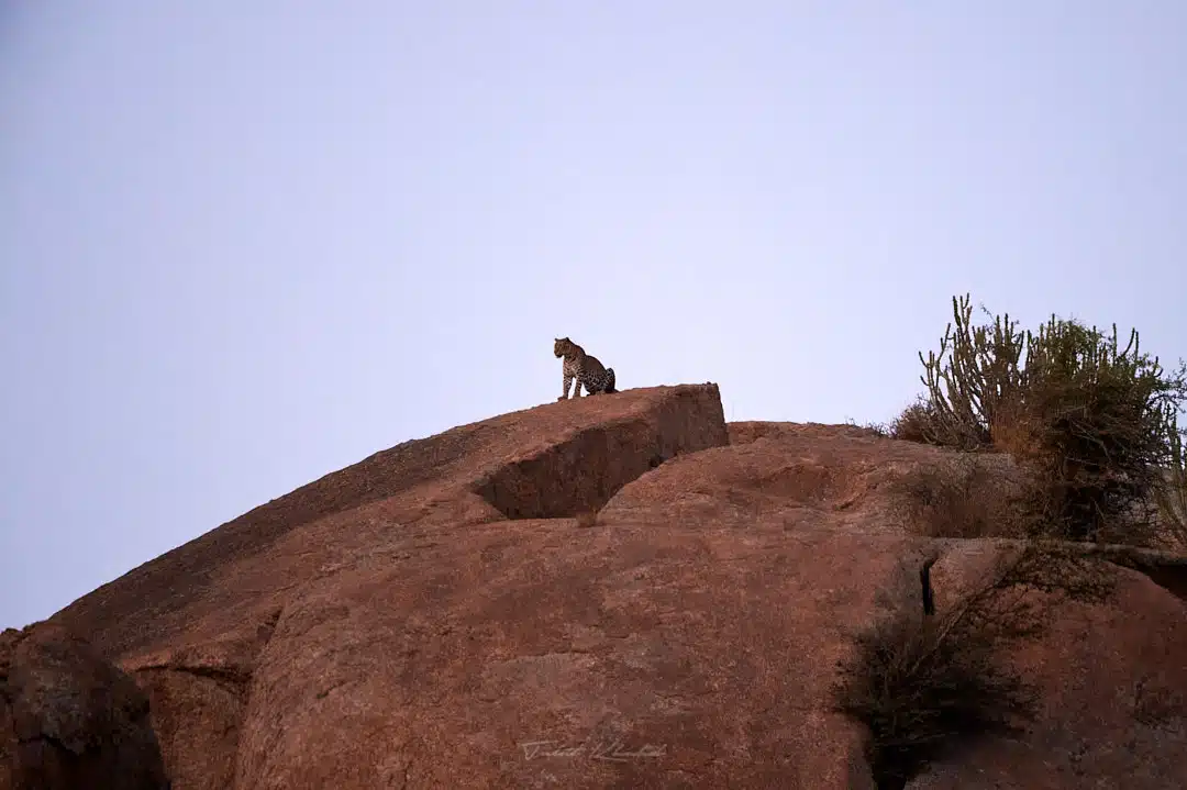 Leopard on Hill Top Jawai Bera Village Leopard on Hill Top Jawai Bera Village