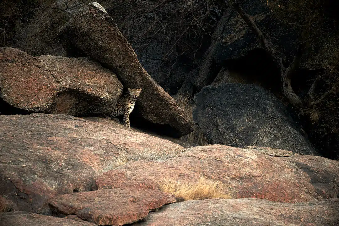 Leopard terrain in jawai bera village