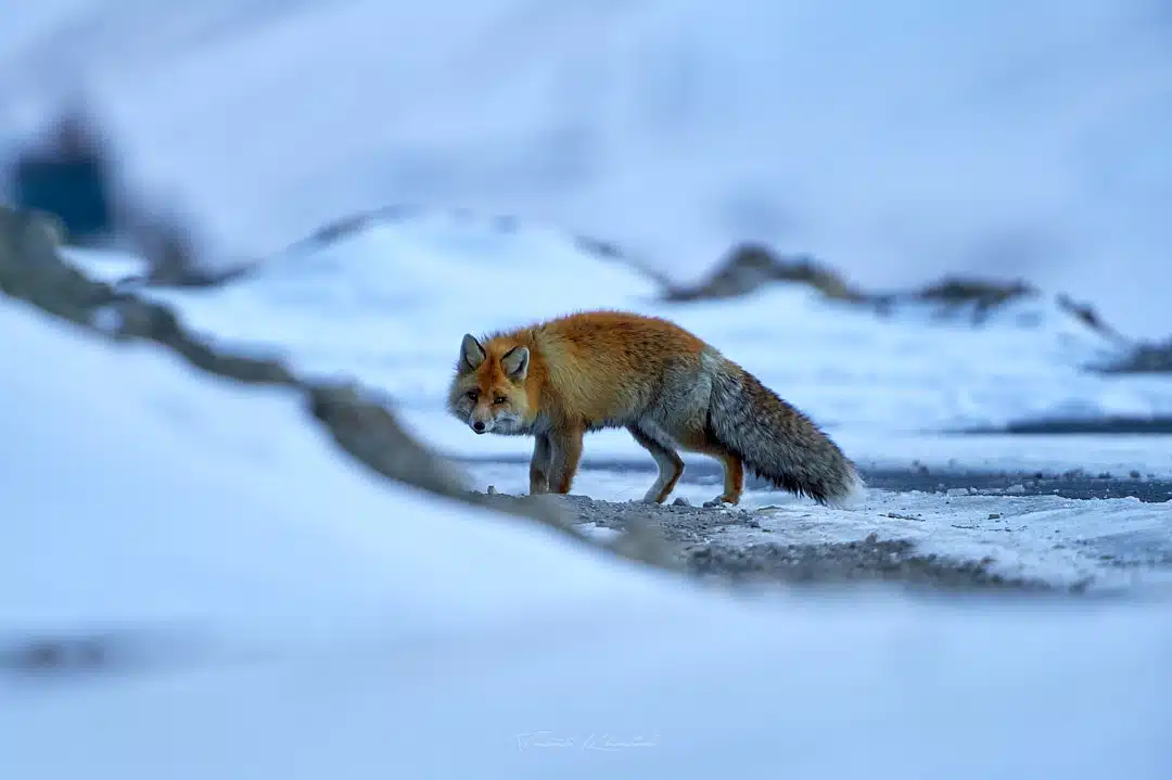 Redfox in snow kibber spiti