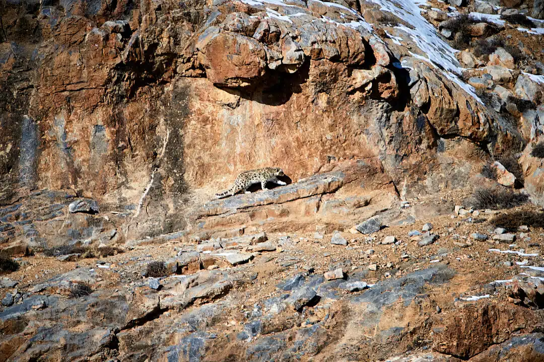 Snow Leopard habitat in Kibber Spiti - wildlife photography tours