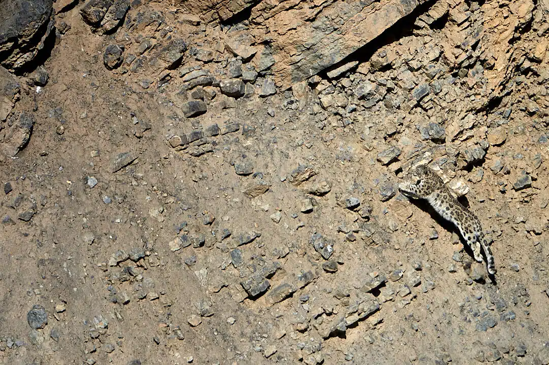 Snow Leopard Running in Kibber Spiti