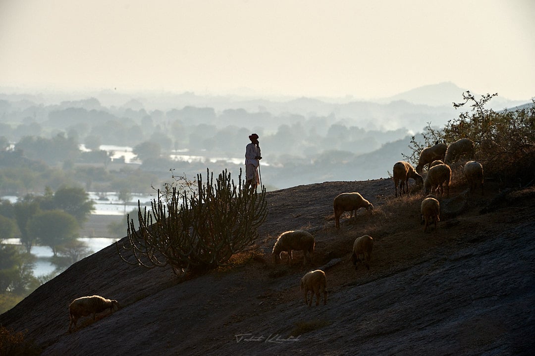 Village Shepherd with his sheeps on the hills of jawai bera