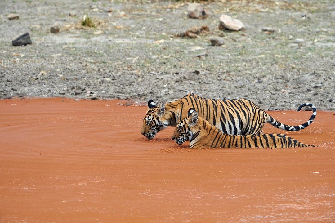 Tiger Photography Tours - Tiger Cubs