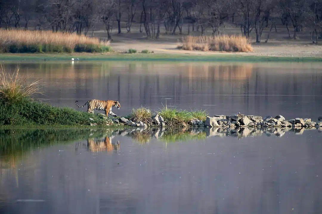 Tiger Crossing – Ranthambore National Park Tiger Crossing - Ranthambore National Park